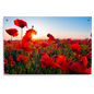 Poppy Field Photo on Acrylic Used at Medical Offices and Hotels Poppy Field Photo on Acrylic Panel