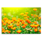 Orange Flower Print on Acrylic Used for Interior Decor Orange Flower Print on Acrylic Panel