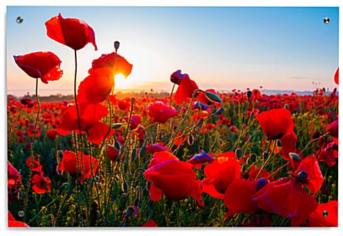 Landscape Poppy Field Photo on Acrylic 36" x 24" Poppy Field Photo on Acrylic