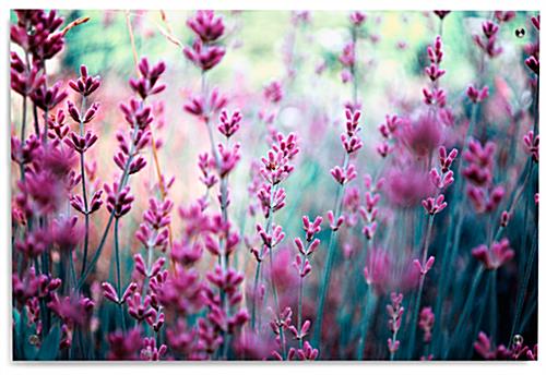 High Quality Lavender Acrylic Panel Print Lavender Acrylic Panel Print with Superior Quality Graphics