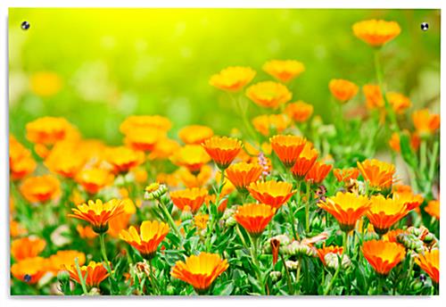 Floating Orange Flower Print on Acrylic 36" x 24" Orange Flower Print on Acrylic
