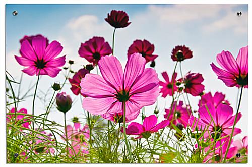 Easy to Mount Floral Photo Acrylic Wall Art Vivid Floral Photo Acrylic Wall Art