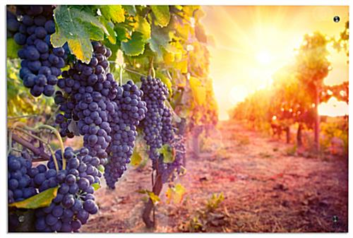 UV Printed Wine Themed Art Wine Themed Art with UV Printing