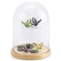Glass domes with base is solid pine wood