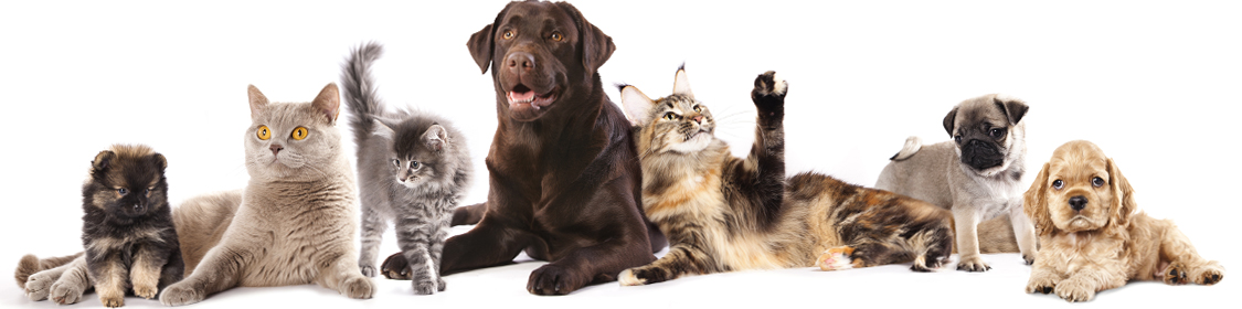 Animal Shelter Signs, Displays & Supplies