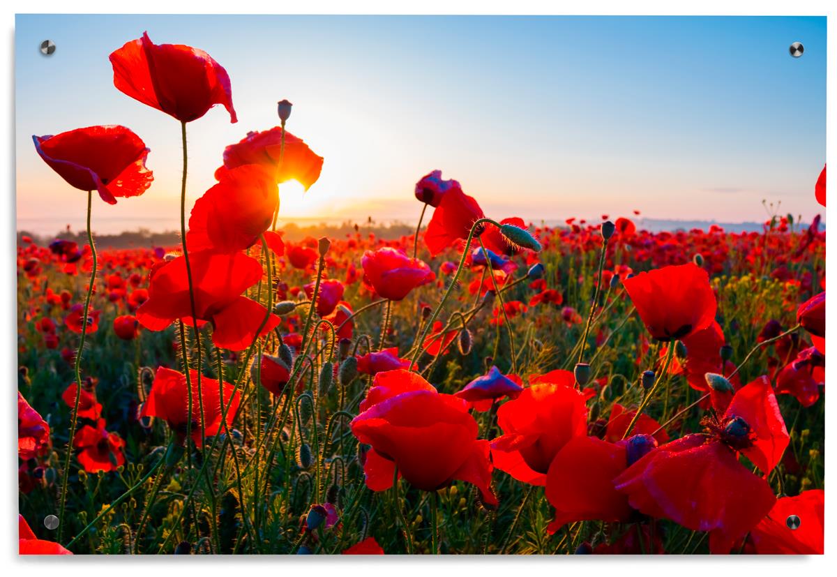 Poppy Field Photo On Acrylic 36 X 24 Panel