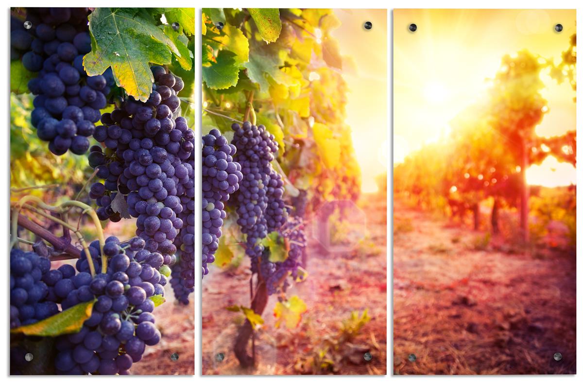 Wine Triptych | Wall Mounted Acrylic Panels