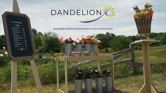 Dandelion Collections